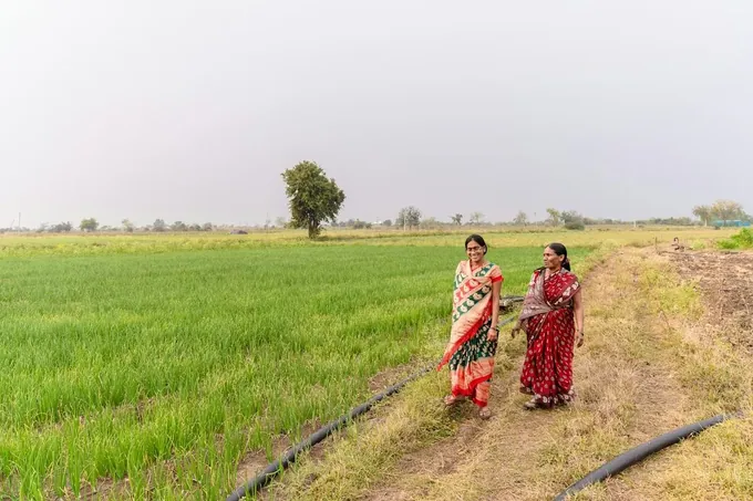 Two women walking the path between green paddy fields