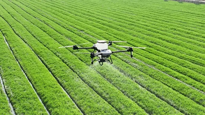 A spraying drone flying low over a young crop