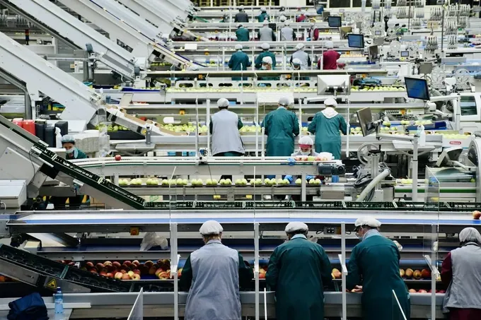 Workers sorting produce along a packhouse line
