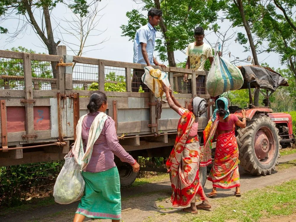 Women loading sacks onto a tractor trailer