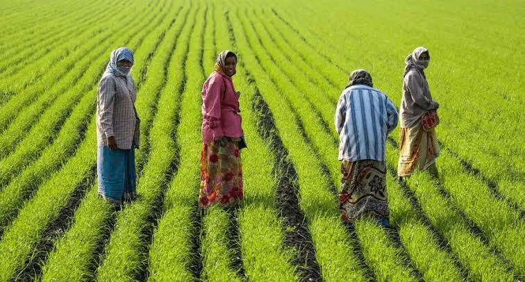 Four women standing in a field of young crop