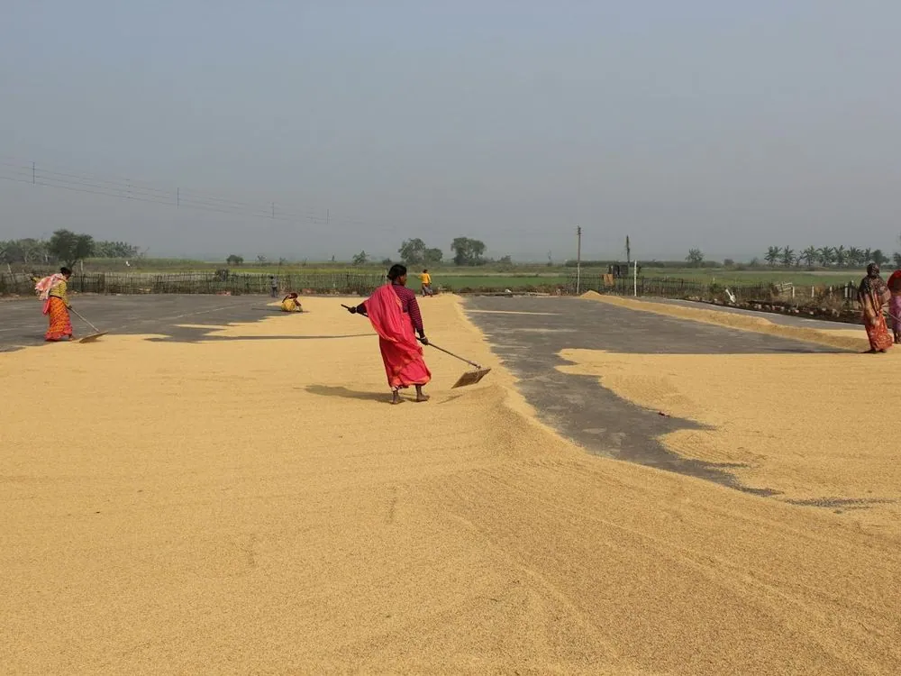A woman spreading grain to dry in a yard