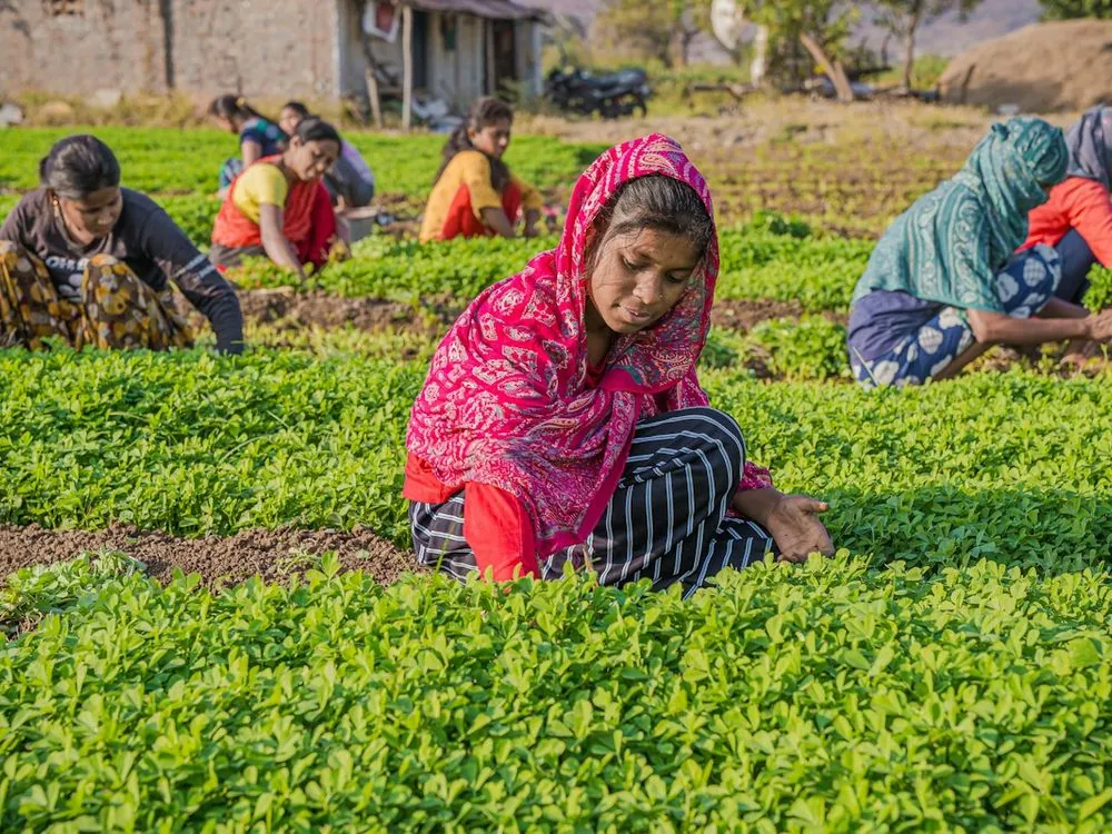 Women harvesting a leafy crop