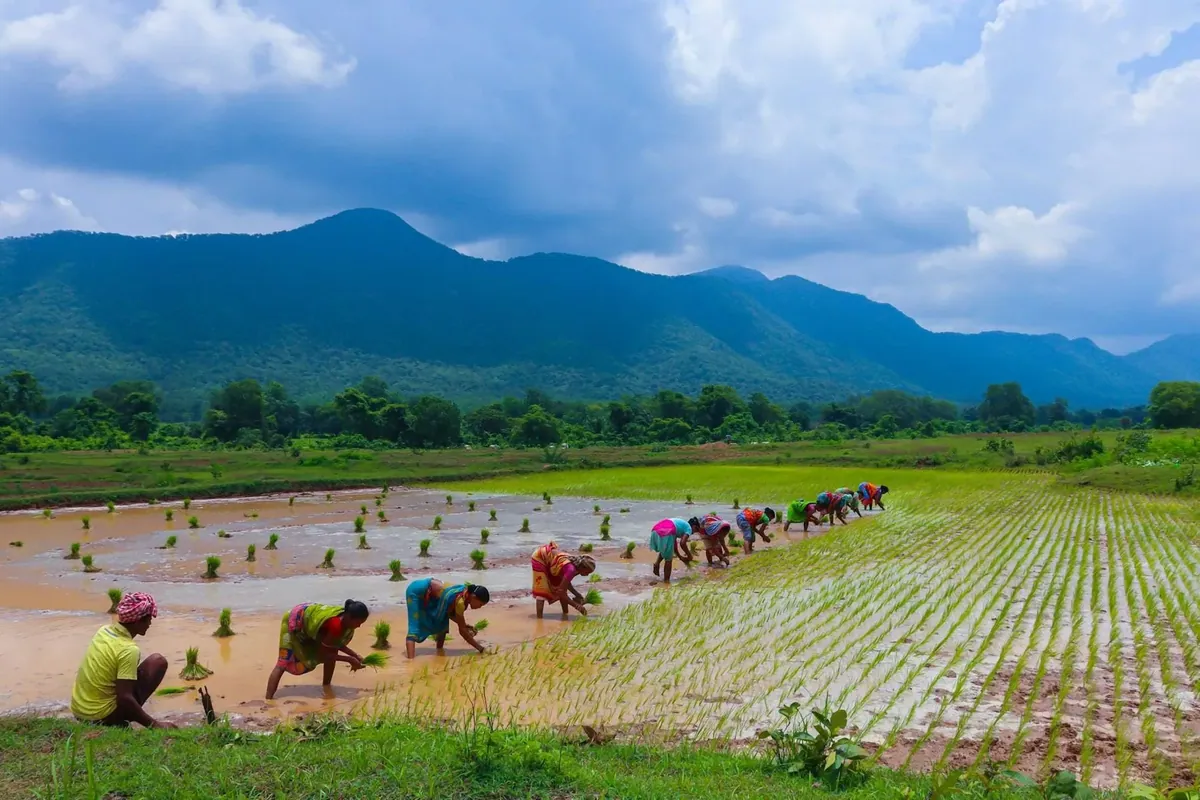 Workers transplanting rice in a flooded paddy, hills behind