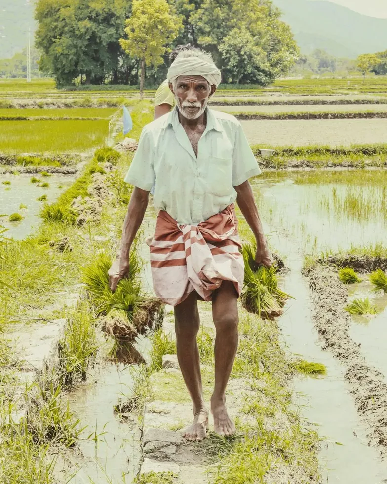 A farmer standing in a paddy field holding seedlings