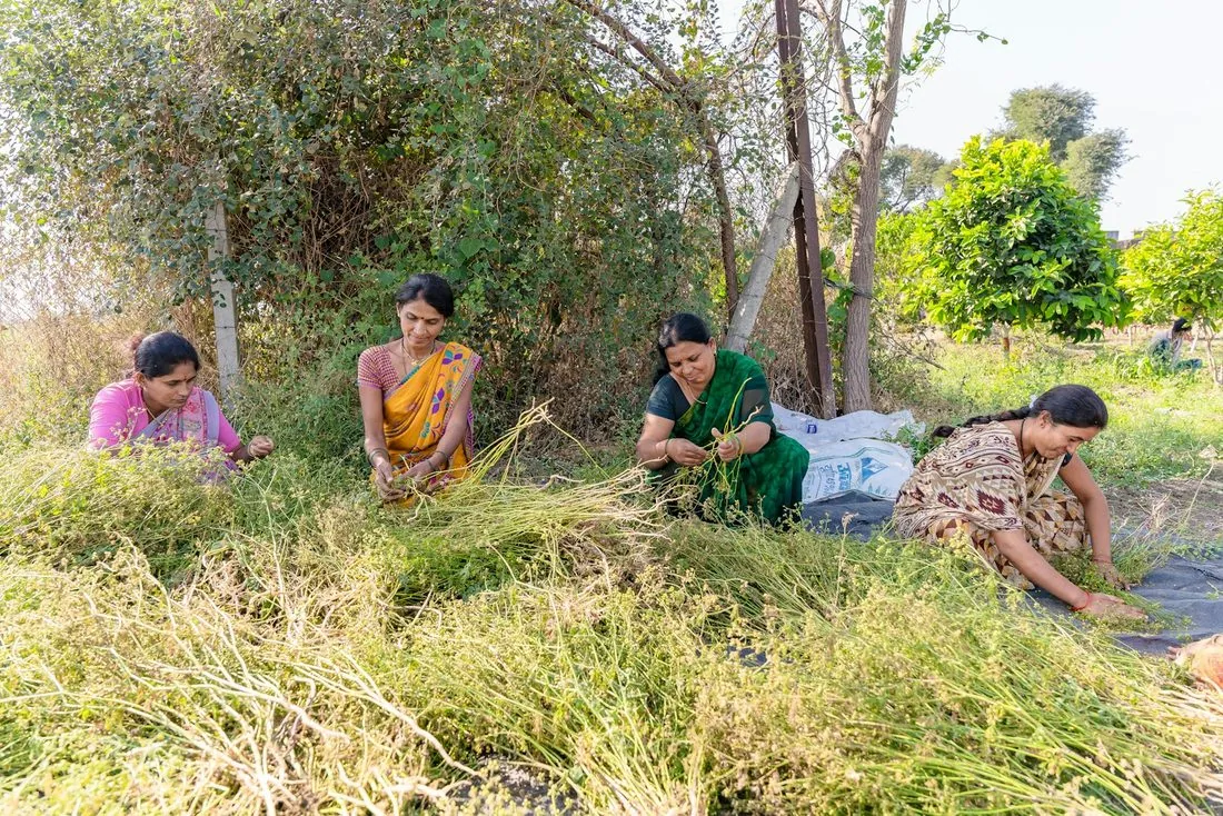 Women at work on the edge of a field