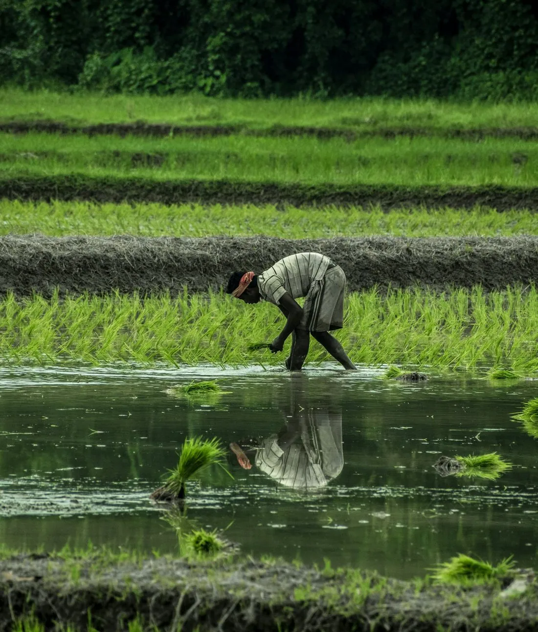 A man transplanting rice in a flooded paddy
