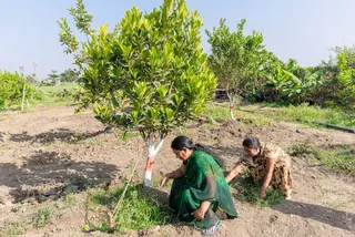 Two people planting saplings
