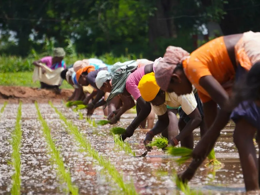 A line of workers bent over transplanting