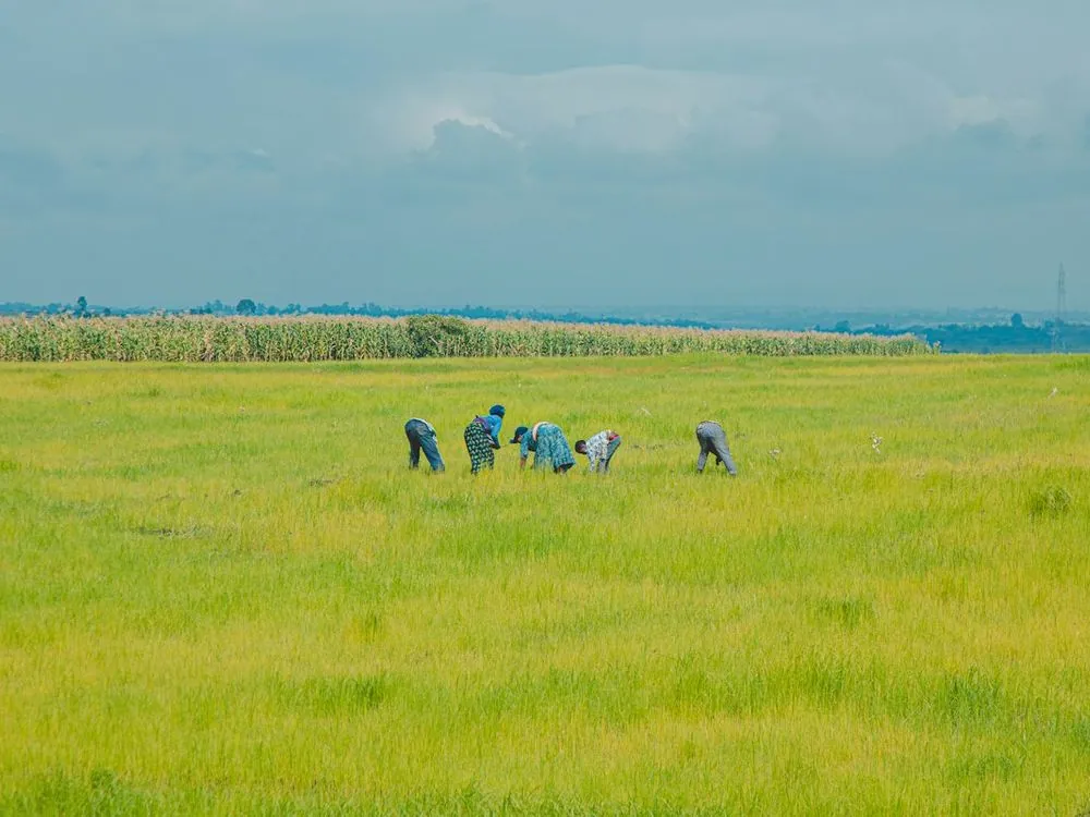 Workers spread across a green field
