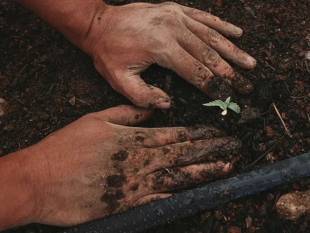 Hands holding soil with a seedling in it