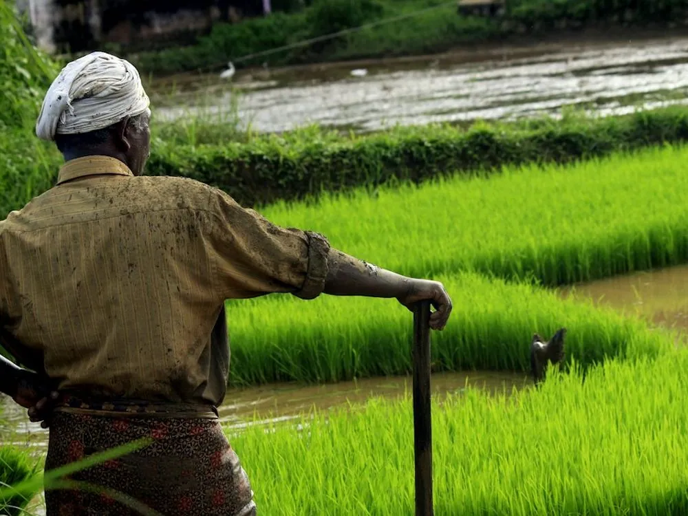 A farmer leaning on his tool, looking over a paddy field