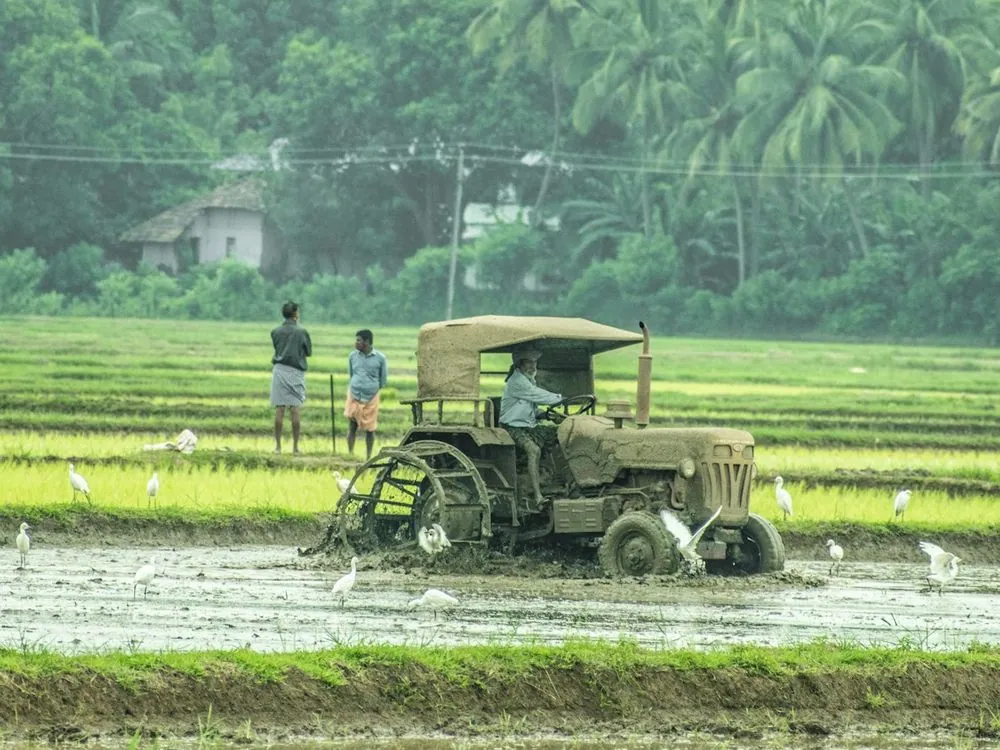 A tractor working a flooded paddy, egrets following
