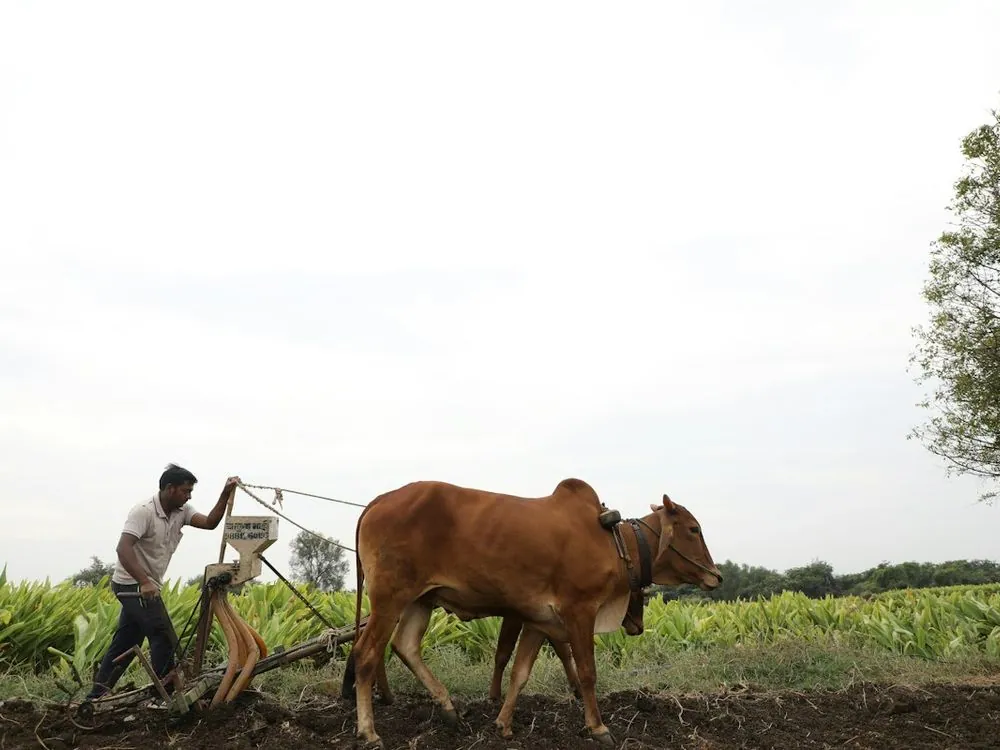 A farmer working with a pair of bullocks