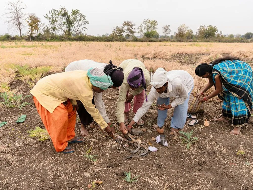 A group bent over working a field by hand