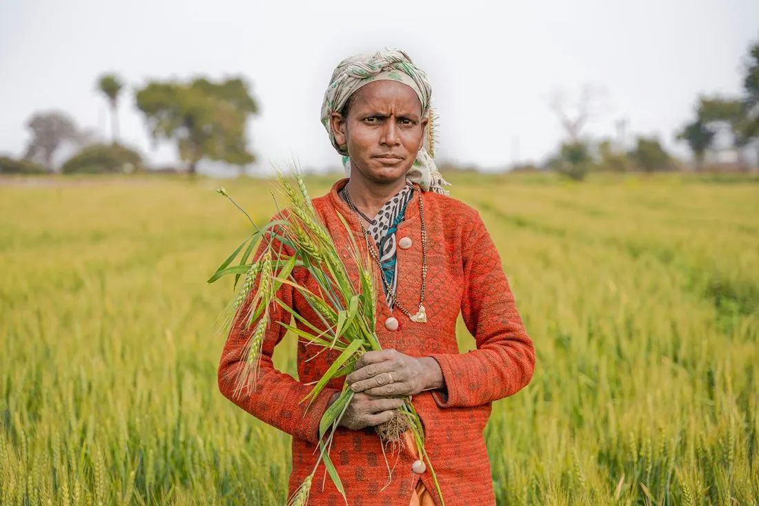 A woman holding paddy stalks in a field