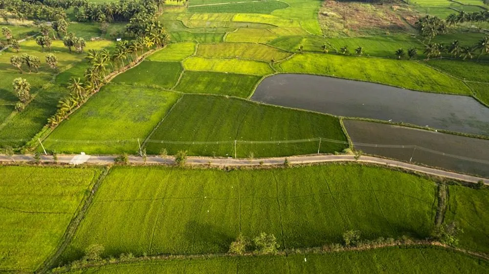 Aerial view of divided paddy plots