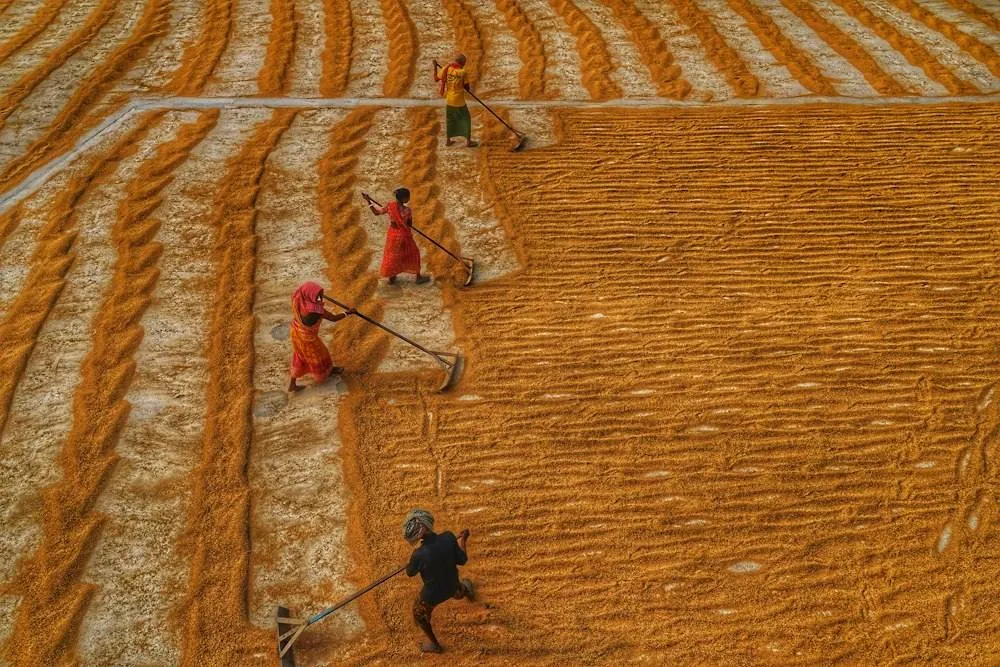 Workers raking grain into patterned rows, from above