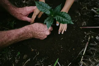 Hands holding a seedling
