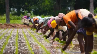 A line of workers transplanting